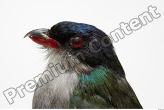 Cuban Trogon-Priotelus temnurus 0016